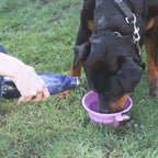White Magic Collapsible Travel Pet Bowl